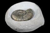 Ammonite (Androgynoceras) Fossil In Concretion - England #176236-2